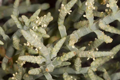 Salt Marsh Pickleweed (Salicornia depressa)