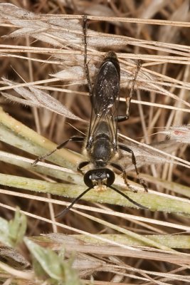 Predatory Sand Wasp