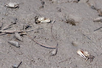 Fiddler Crabs (Unca crenulata)