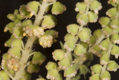 Western Ragweed (Ambrosia psilostachya)