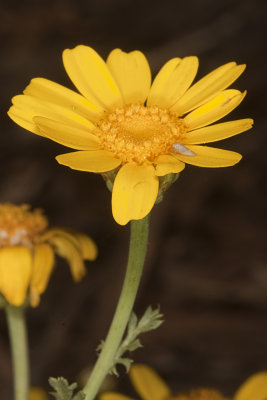 Crown Daisy (Chrysanthemum coronarium)