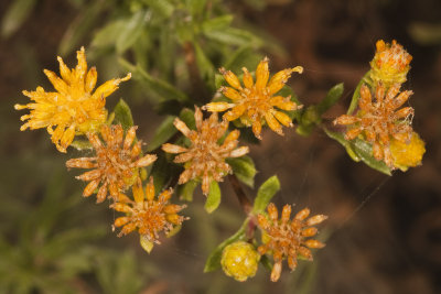 San Diego  Goldenbush (Isocoma menziesii menziesii) )