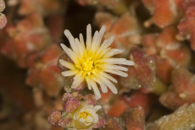 Slender-leaf Iceplant (Mesembryanthemum nodiflorum)