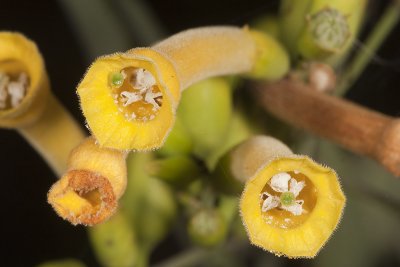 Tree Tobacco (Nicotiana glauca)