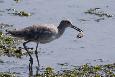 Willet