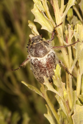 Dusty June Beetle (Parathyce palpalis)