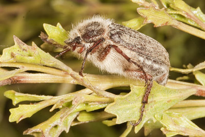 Dusty June Beetle (<em>Parathyce palpalis</em>)
