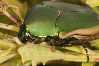 Green Fruit Beetle ( Cotinis mutabilis)