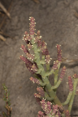 Salt Marsh Pickleweed (Salicornia depressa)