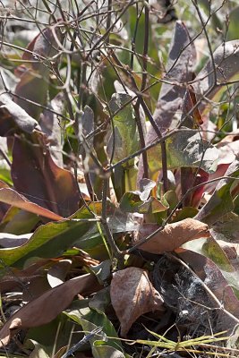 Marsh Rosemary  (Limonium califonicum)