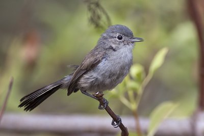 California Gnatcatcher