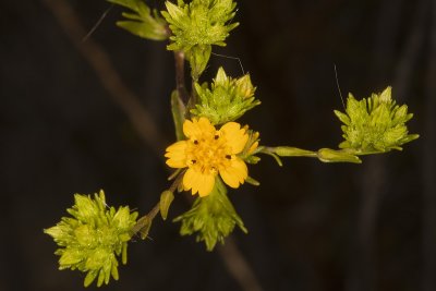 Tarweed (Deinandra fasciculata)