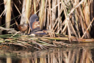 Least Bittern