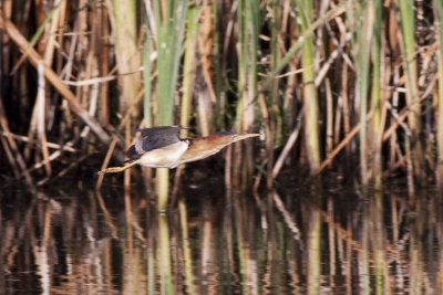 Least Bittern