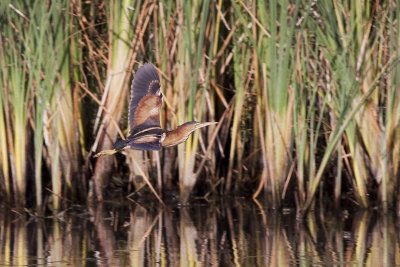 Least Bittern