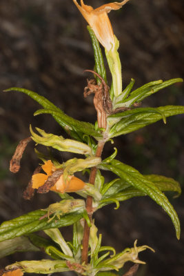 Sticky monkeyflower  (Diplacus aurantiacus )