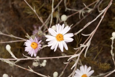 California Aster (Corethrogyne filaginifolia californica)