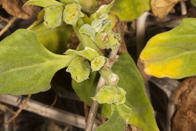 New Zealand Spinach (Tetragonia tetragonioides)