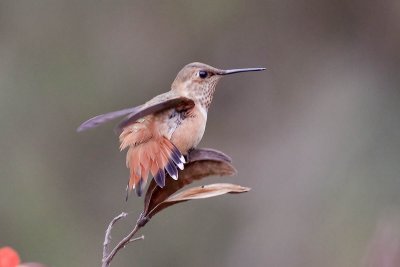 Rufous Hummingbird