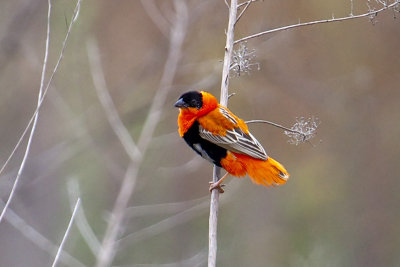 Orange Bishop