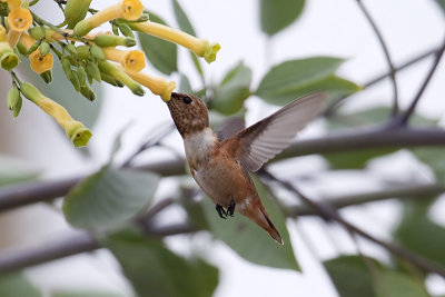 Rufous Hummingbird