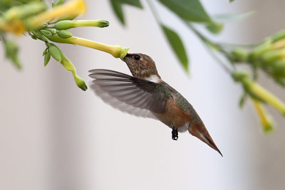 Rufous Hummingbird