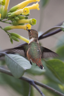 Rufous Hummingbird