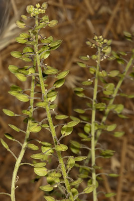Peppergrass (Lepidium nitidum nitidum)
