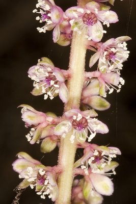 Common Plantain (Plantago major)