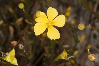 Yellow Rock-rose (Helianthemum scoparium)