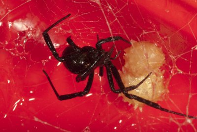 Black Widow (Latrodectus hesperus)