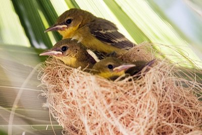 Hooded Oriole - nest