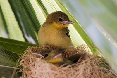 Hooded Oriole - nest