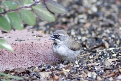 Black-throated Sparrow
