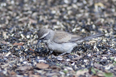 Black-throated Sparrow