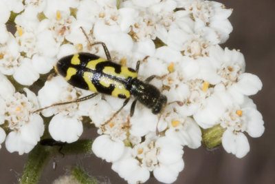 Ornate Checkered Beetle (Trichodes ornatus)