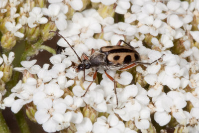 Flower Longhorn Beetle (Judolia sexspilota)