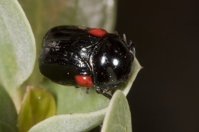 Short-horned Leaf Beetle (Saxinis deserticola)