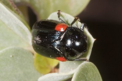 Short-horned Leaf Beetle (Saxinis deserticola)