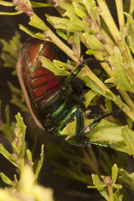 Green Fruit Beetle ( Cotinis mutabilis)