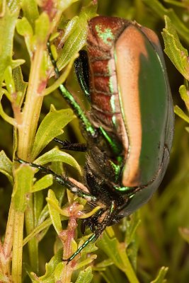 Green Fruit Beetle ( Cotinis mutabilis)