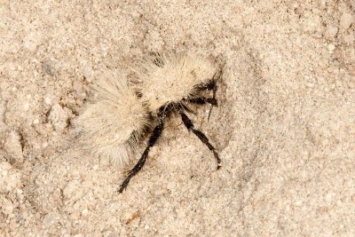 Sacken's velvet ant,  Dasymutilla sackeni  - wingless female