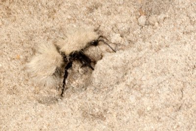 Sacken's velvet ant,  Dasymutilla sackeni  - wingless female