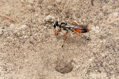 Predatory Sand Wasp