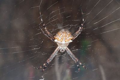 Silver Argiope (Argiope argentata)