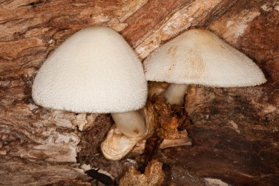 Mushrooms - growing from fallen willow