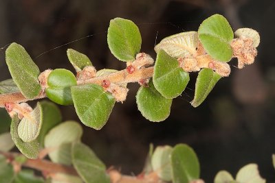 Warty-stem Ceanothus  (Ceanothus verrucosus)