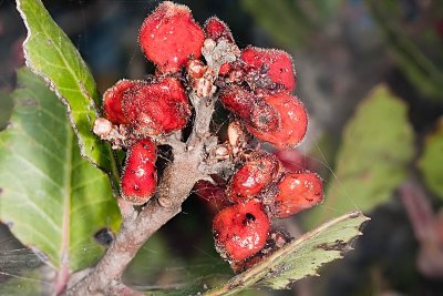 Lemonadeberry  (Rhus integrifolia)