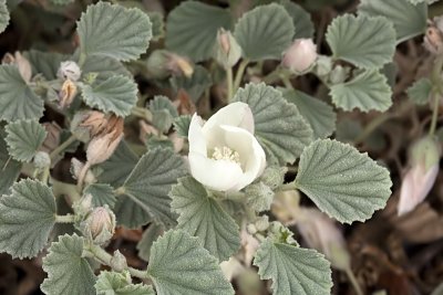 Alkali Mallow (Malvella leprosa)