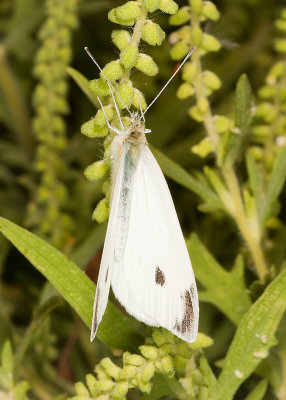  Cabbage White  (Pieris rapae )